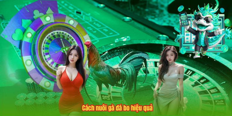 Cách Nuôi Gà Đá Bo – Bí Quyết Tạo Nên Chiến Kê Đỉnh Cao 3 Cách nuôi gà đá bo hiệu quả