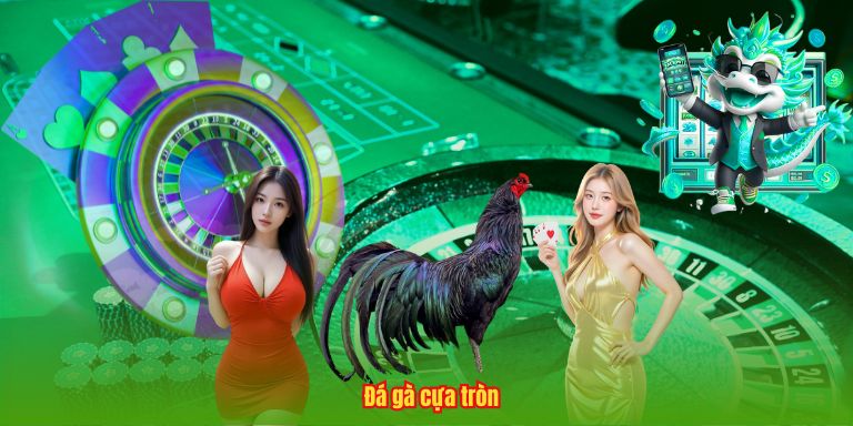 Trường Gà Savan – Đỉnh Cao, Nghệ Thuật Chọi Kê Chuyên Nghiệp 4 Đá gà cựa tròn